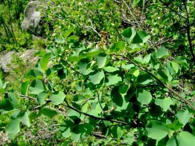 Plants OB 852