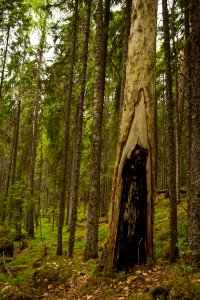 Evo Hiking Area, Hämeenlinna, Finland