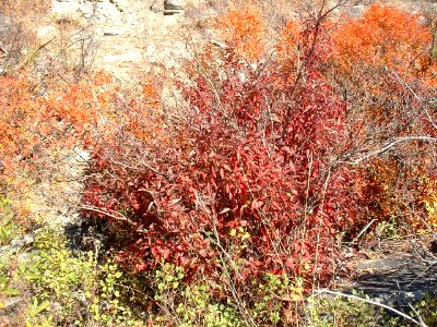 Plants OB 358