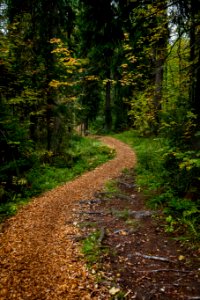 Sibeliuksen metsä, Hämeenlinna, Finland photo