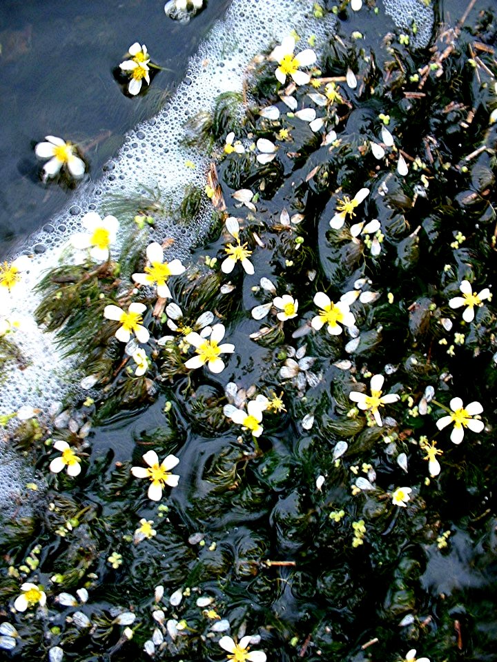 Plants OB 824