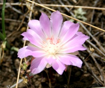Plants OB 797