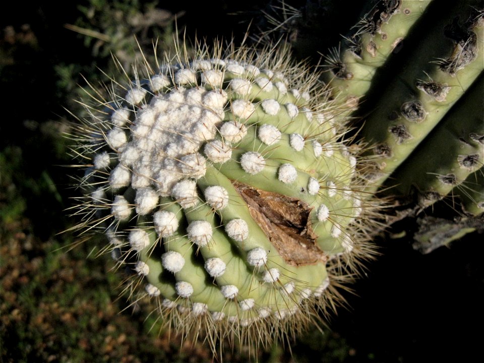 Saguaro Bud