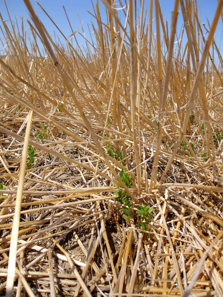 Crop Residue Management EVO02.jpg