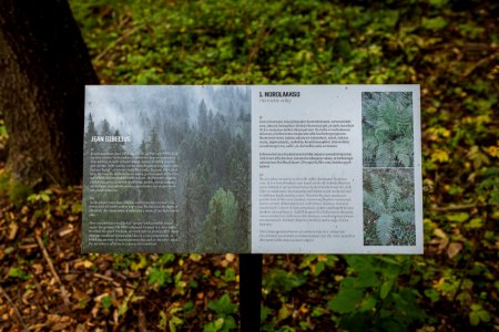 Sibeliuksen metsä, Hämeenlinna, Finland photo