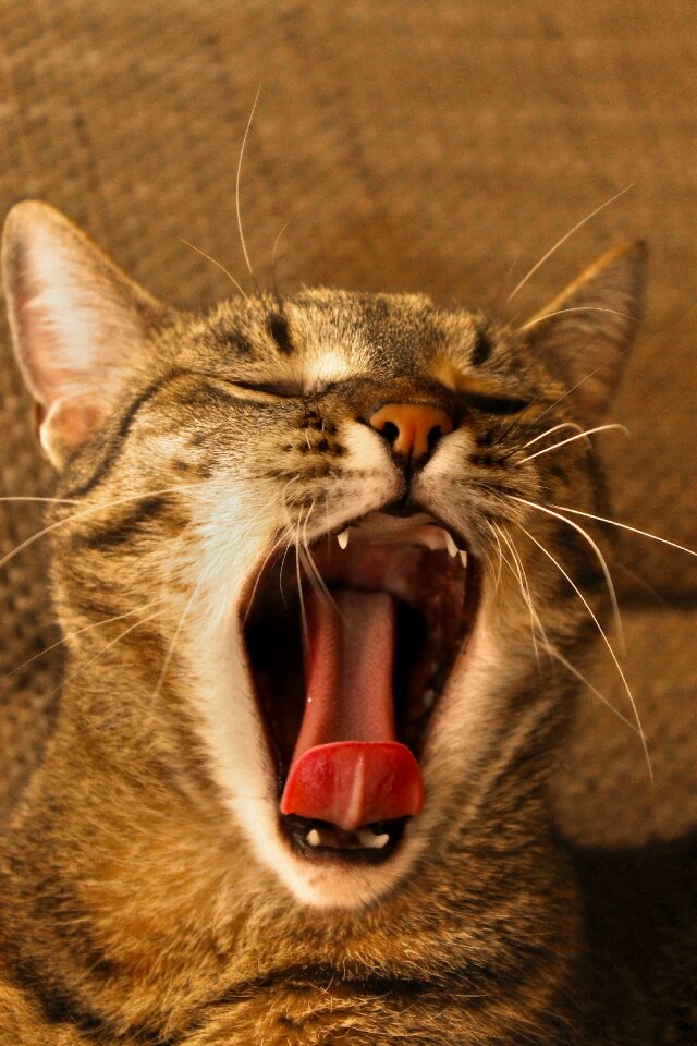 Relax sleepy yawn