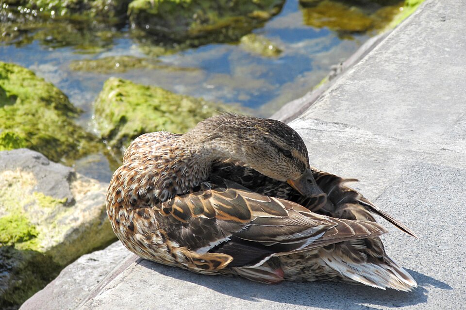 Mallard water bird duck bird