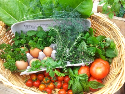 Food vegetables garden photo