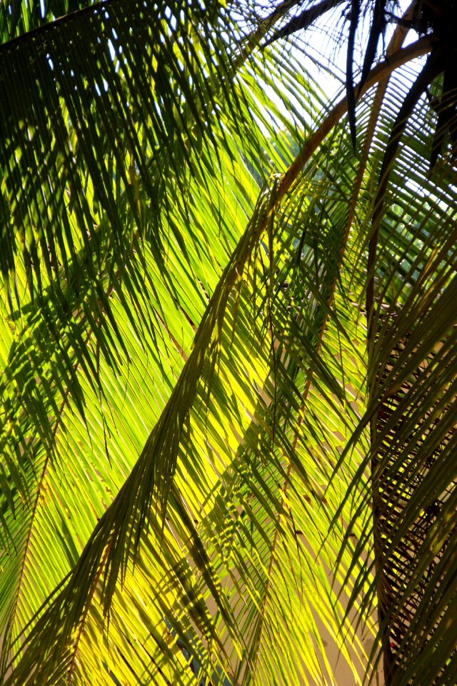 Tree exotic palm tree