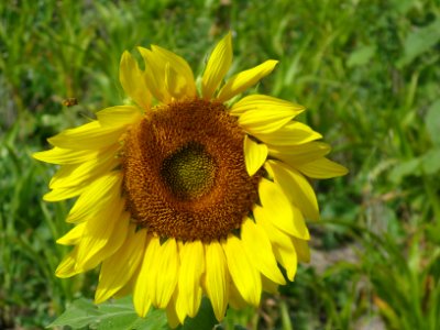 Pollinators0029