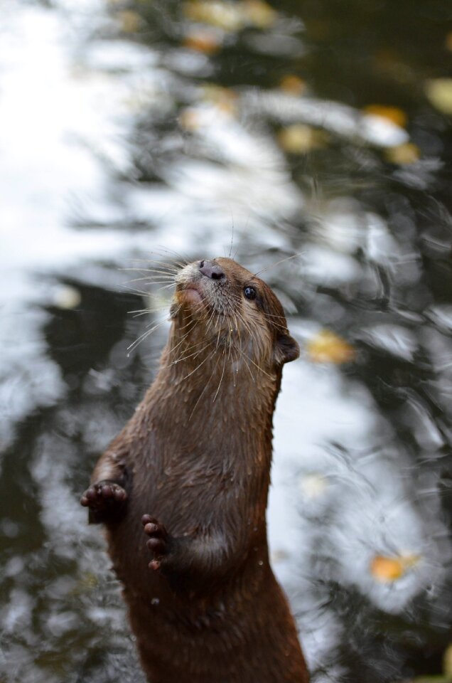 Otter zoo sweet
