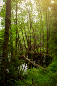 Evo Hiking Area, Hämeenlinna, Finland