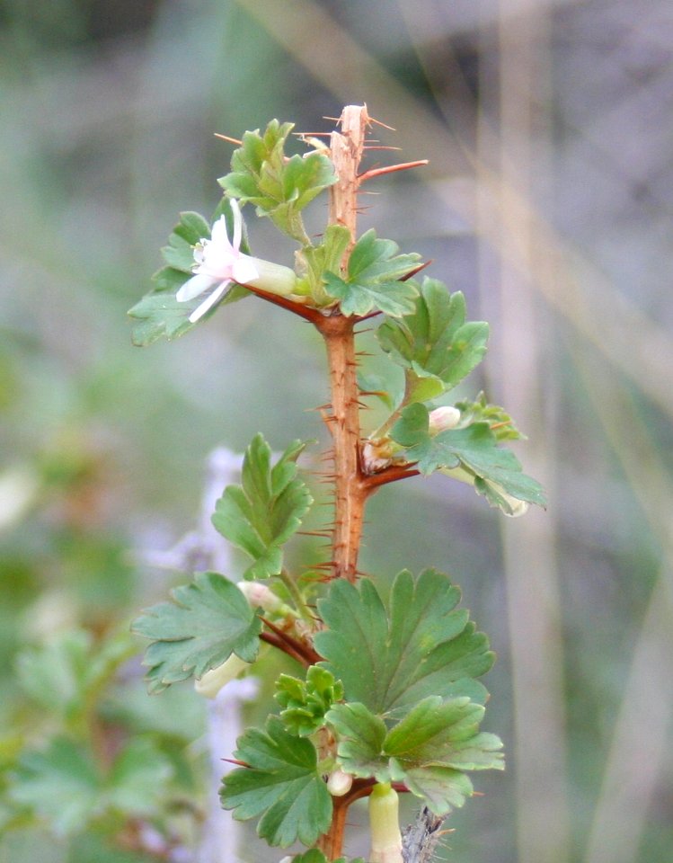 Plants OB 479