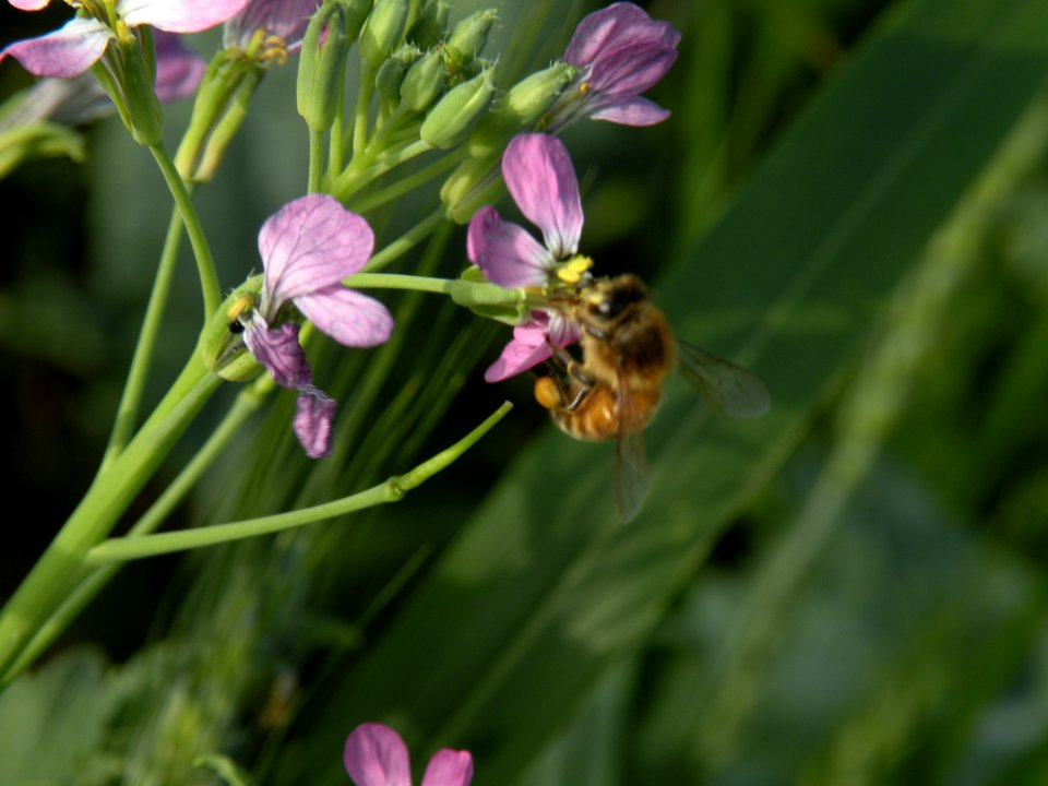 pollinators0040