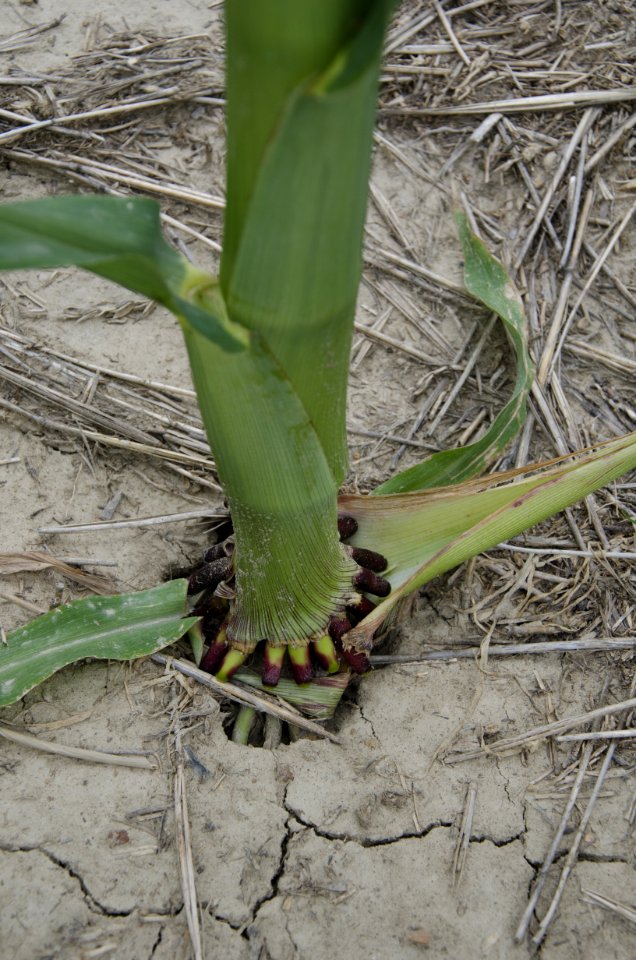 Plants NR 80
