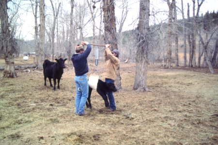 Livestock56.tif