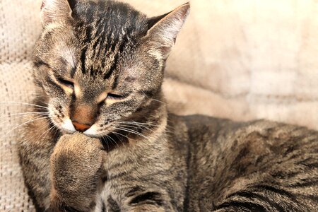 Relax rest tabby photo