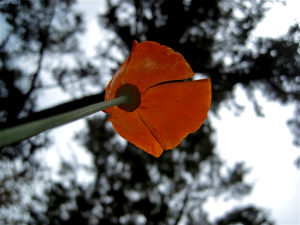 2009/365/112 Pine Sized Poppy