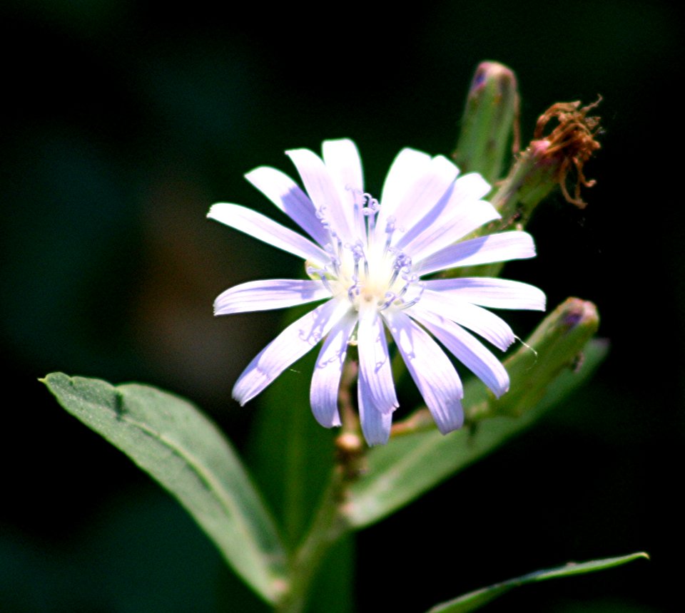 Plants OB 262