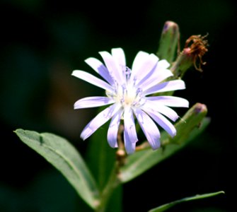 Plants OB 262