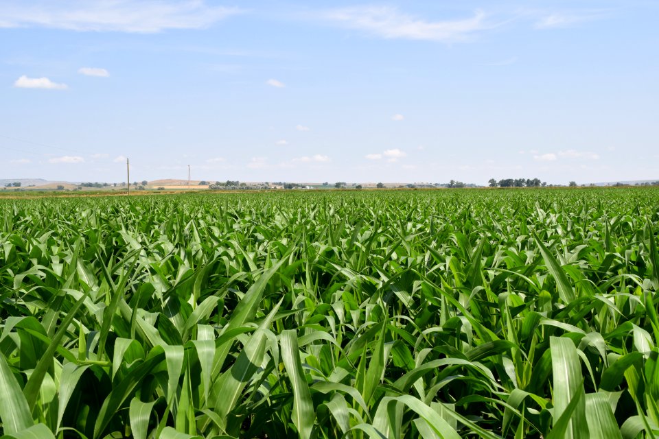 crops139