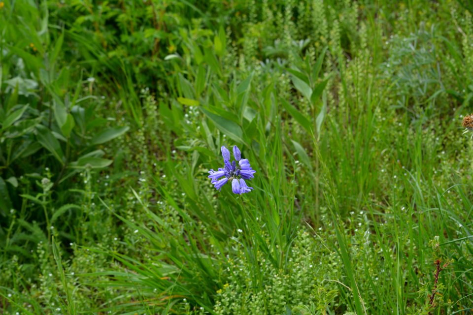 Flowers JS 77