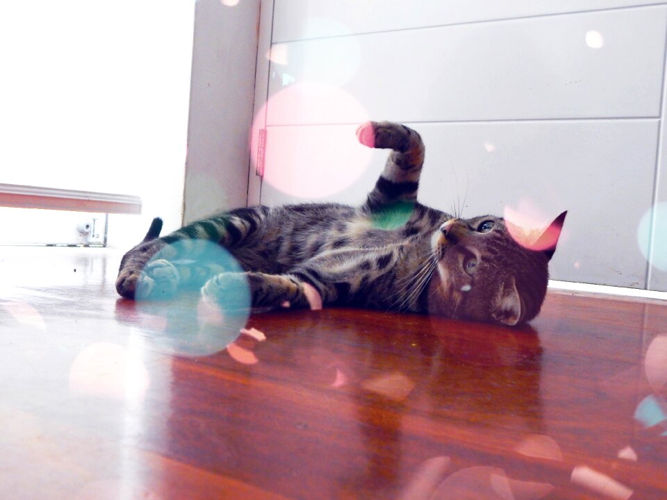 Cats pets animal