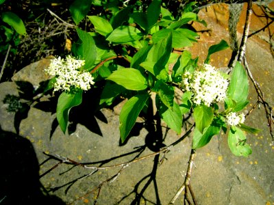 Plants OB 354