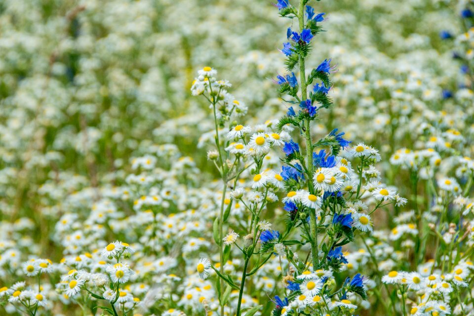 White flower mystical