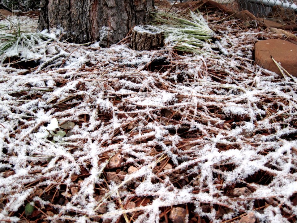 Snow on Pine Needles