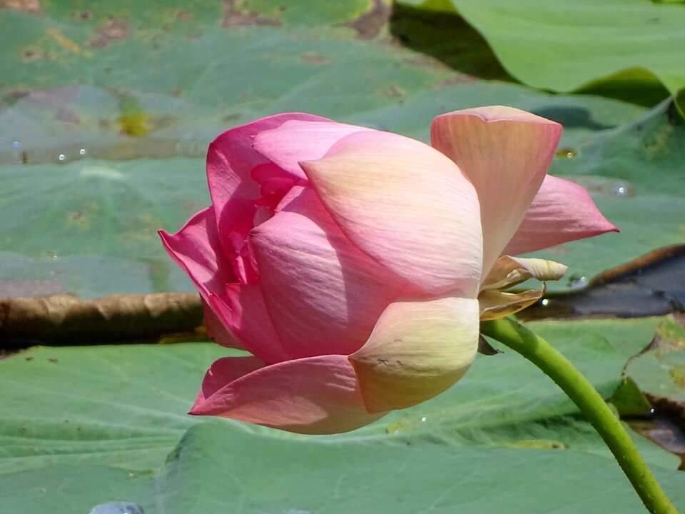 Flower nature water