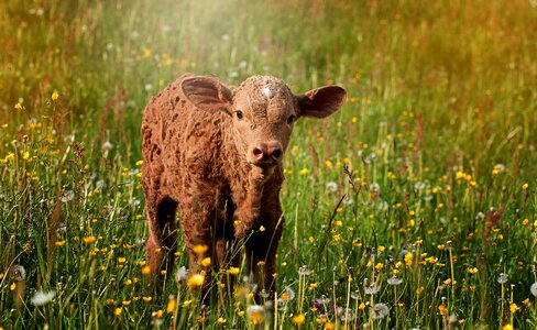 Small sweet meadow photo