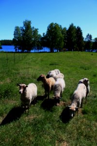 Liesjärven kansallispuisto, Korteniemen perinnetila, Hämeen Härkätie, Finland