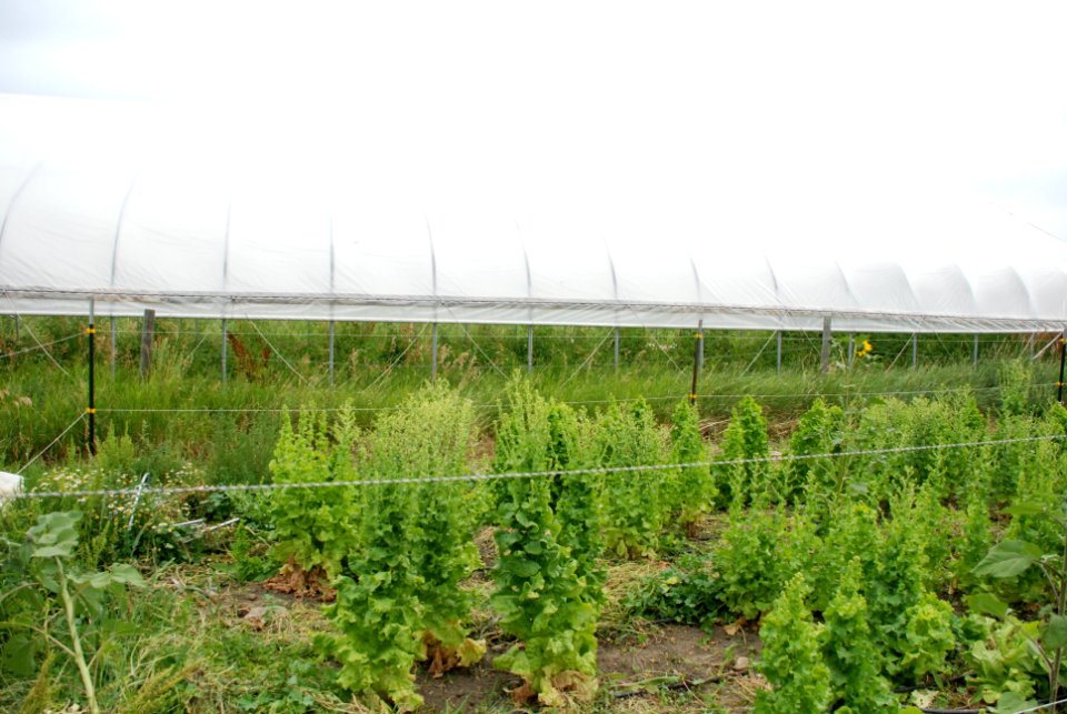 Crops Cowgill 04.JPG
