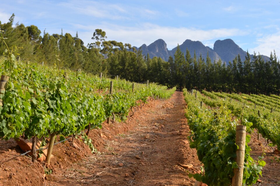 South africa vines landscape