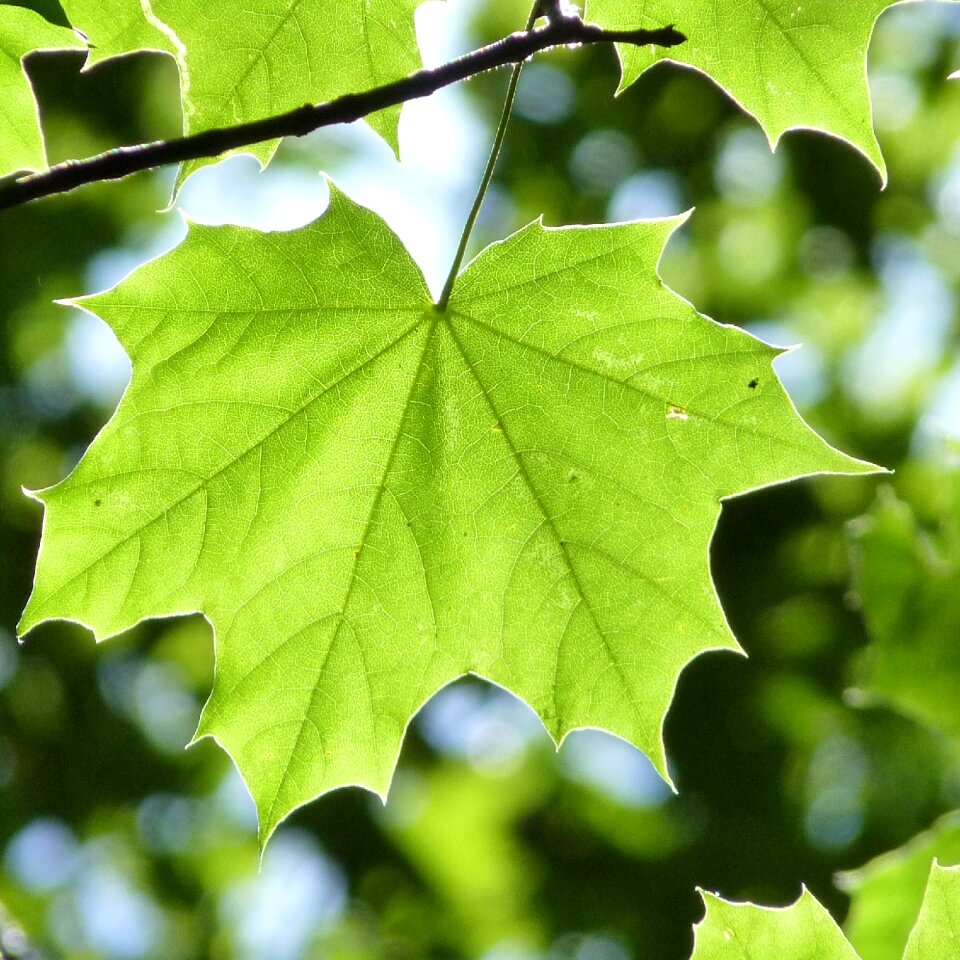 Backlighting maple leaves