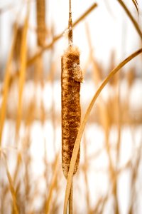 Winter Cattail