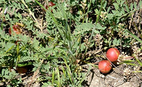 Plants OB 524