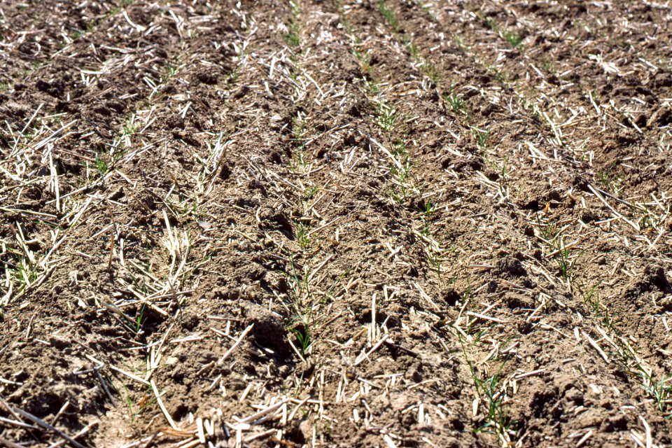 Conservation Tillage07.tif