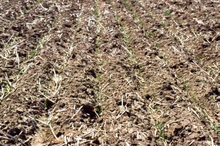 Conservation Tillage07.tif