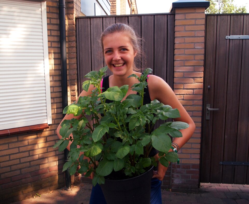 Potato summer garden