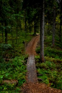 Sibeliuksen metsä, Hämeenlinna, Finland photo