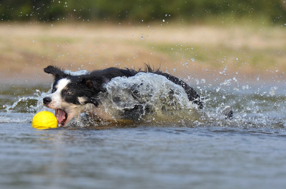 Water british sheepdog summer
