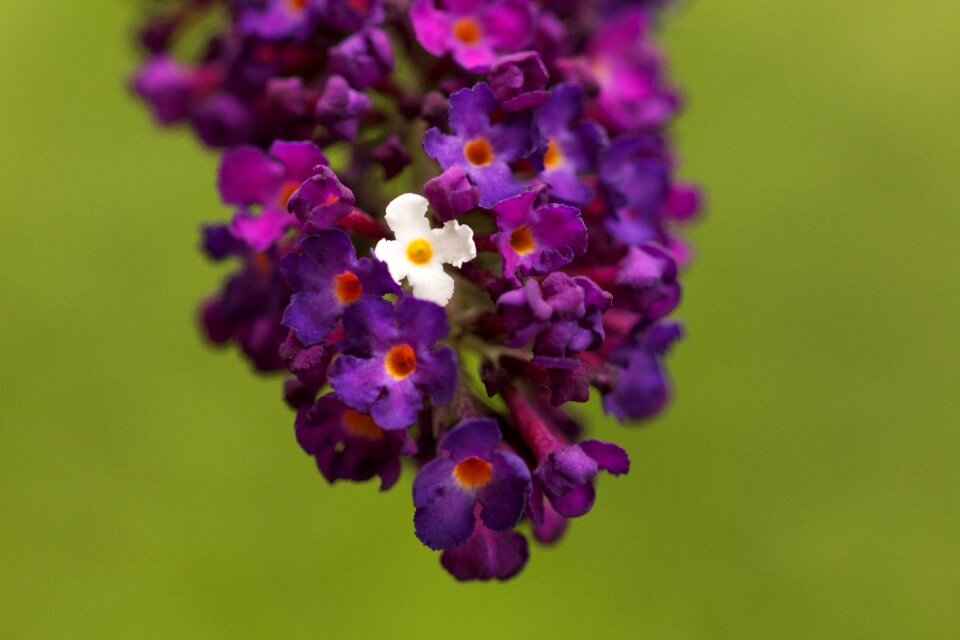 Violet flower summer