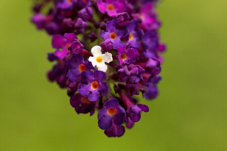 Violet flower summer