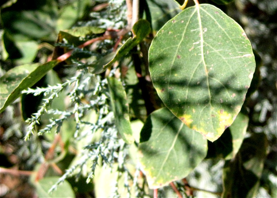 Juniper and Aspen Living Together