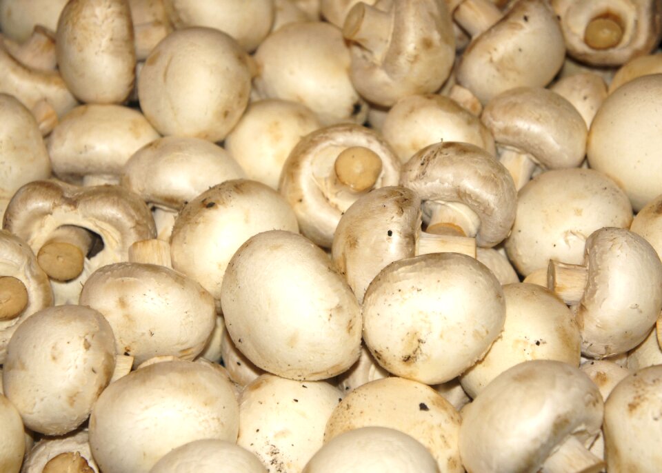 Mushroom vegetables health
