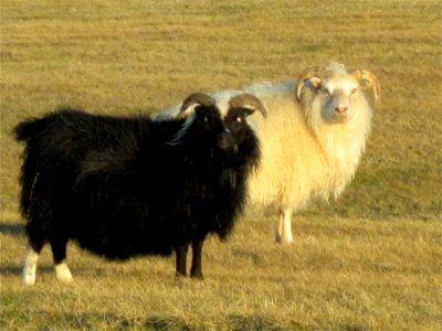 Yeah, I am the Black Sheep in the Family, So What?