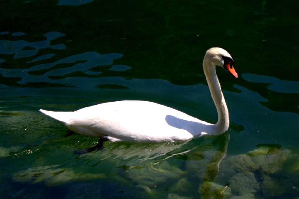 Swan at Lake Lucerne