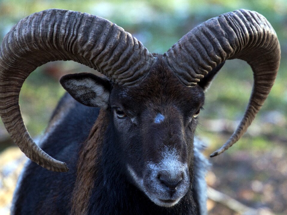 Capricorn wild animals